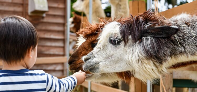 Alpaca wandeling